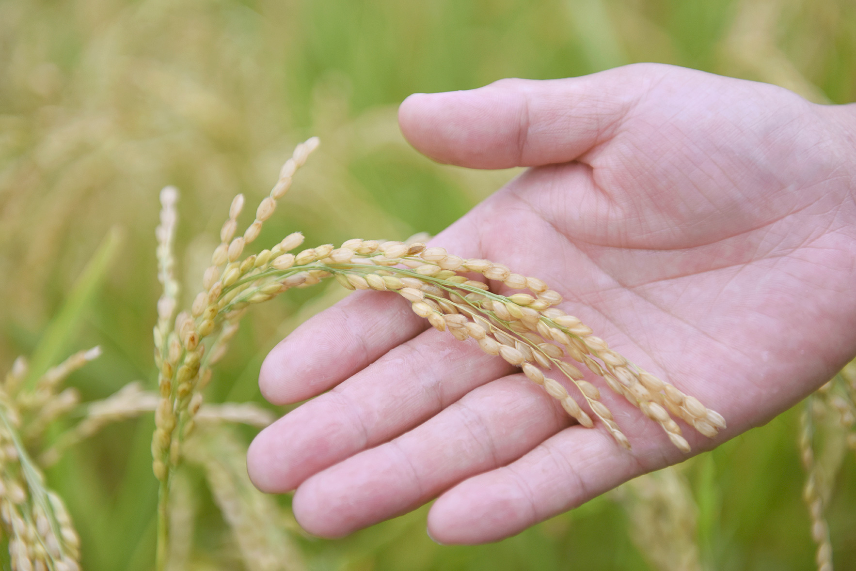 RICE：Growth with Local Farmers